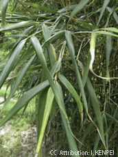 Arundinaria graminea.jpg
