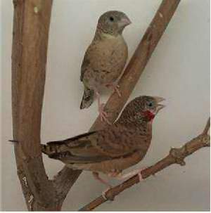 Capuchino de cuello cortado.jpg