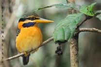 Martin pescador.jpeg