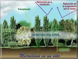 Pasa toda su vida en un microclima