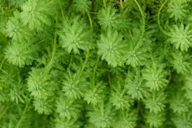 Milenrama brasileñooo.jpg