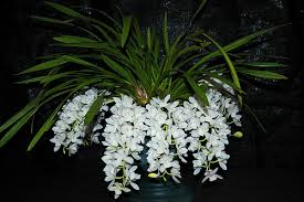 Orquídeas Cascada.