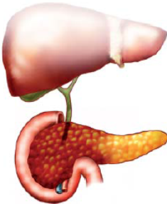 Pancreati.png