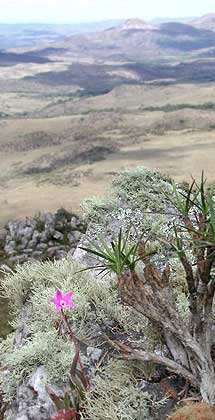 Plantas litófitas.jpg