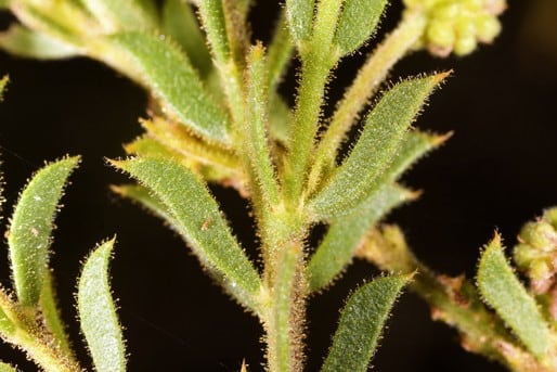 Archivo:Acacia froggattii 5.jpg