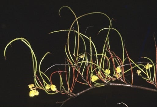 Archivo:Acacia kerryana 2.jpg