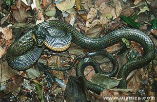 Archivo:Culebra manchada otra.jpg