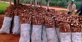 Archivo:Imagen 2 Distrito Caaguazú Paraguay.jpeg