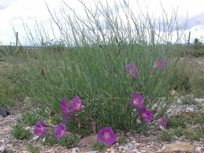 Archivo:Ipomoea sescossiana.jpg