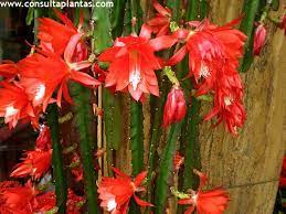 Pluma santa teresa.jpg