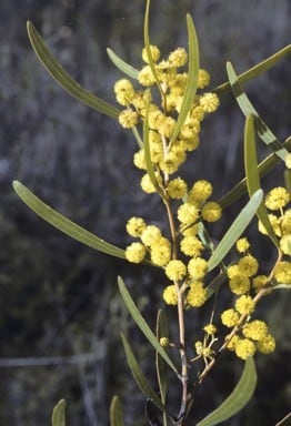 Archivo:Acacia gladiiformis 1.jpg
