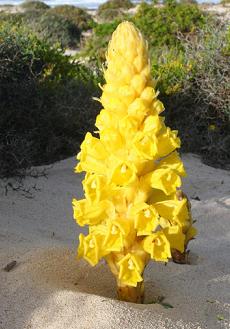 Cistanche.JPG