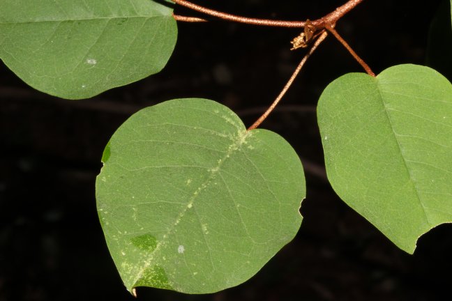Archivo:Croton boinensis 2.jpg