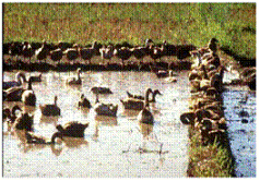 Cultivo patos-peces..gif