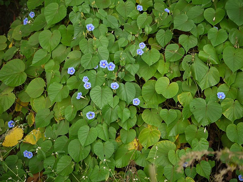 Archivo:Ipomoea parasitica.jpg