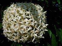 Ixora Blanca 1.jpg