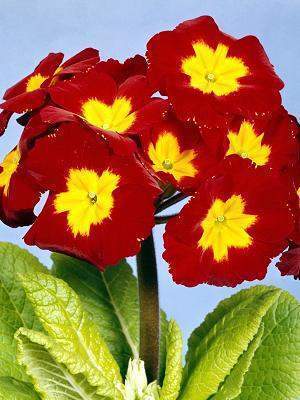 Primula.jpg