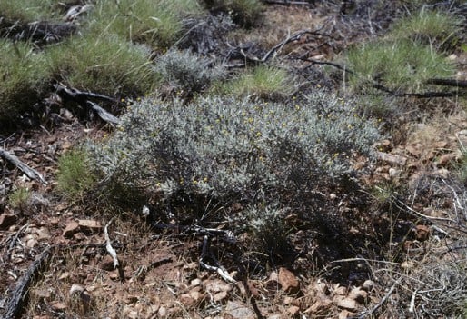 Archivo:Acacia lycopodiifolia.jpg