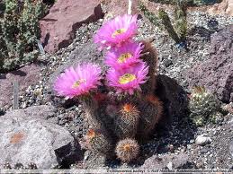 Echinocereus baileyi.jpeg