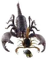 Escorpión emperador .jpeg
