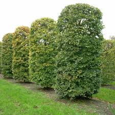 Archivo:Fagus sylvatica 07.jpg