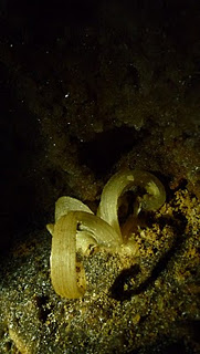 Flores de Yeso 2.JPG