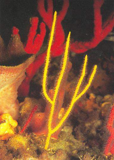 Archivo:Leptogorgia virgulata.jpg