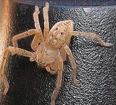 Olios argelasius.jpg
