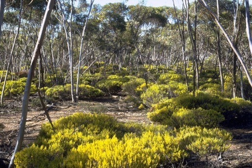 Archivo:Acacia hystrix.jpg