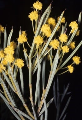 Archivo:Acacia hystrix 3.jpg