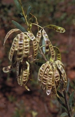 Archivo:Acacia melleodora 5.jpg
