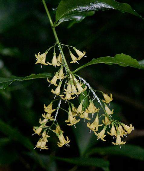 Archivo:Chiococca alba.jpg