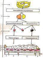 Ciclo sexual femenino jcmzlloIV.jpg