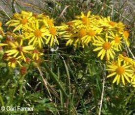 Hierba de Santiago.jpg