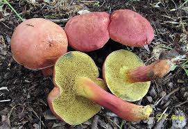 Hortiboletus rubellus.jpg