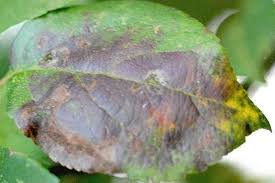 Venturia inaequalis 1.jpg