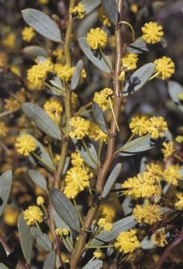 Archivo:Acacia glaucissima 1.jpg