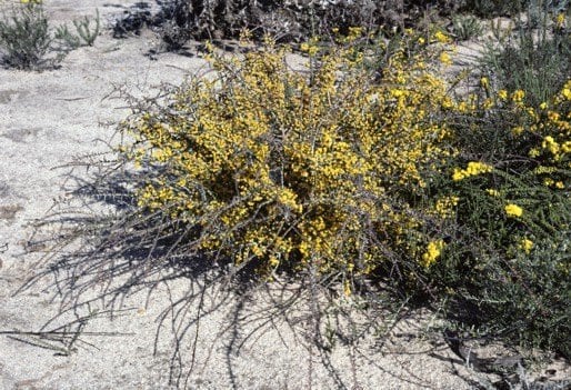 Archivo:Acacia improcera.jpg