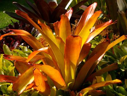 Archivo:Aechmea blanchetiana.jpg
