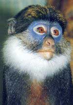 Cercopiteco de nariz roja.jpg