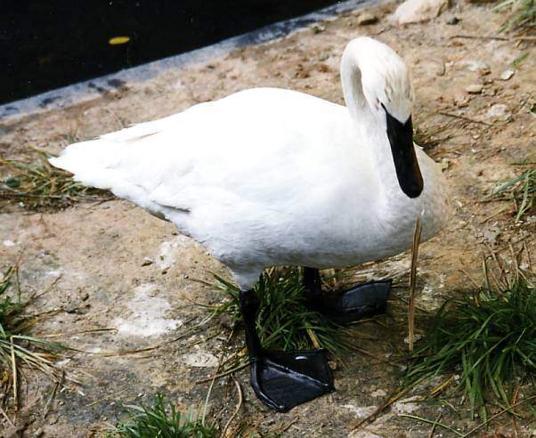 Archivo:Cisne trompetero.jpg