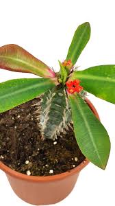 Euphorbia viguieri.jpg