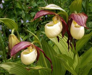 Archivo:Flor Cypripe Kentucki.jpg