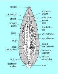 General-structure-of-a-leech.jpg