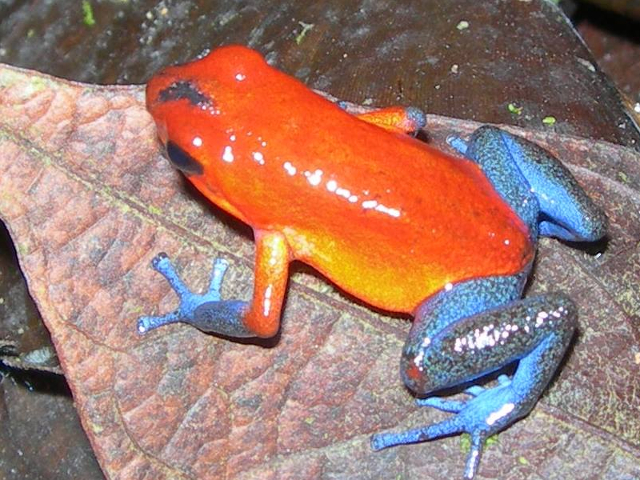 Archivo:Rana flecha roja y azul.jpg