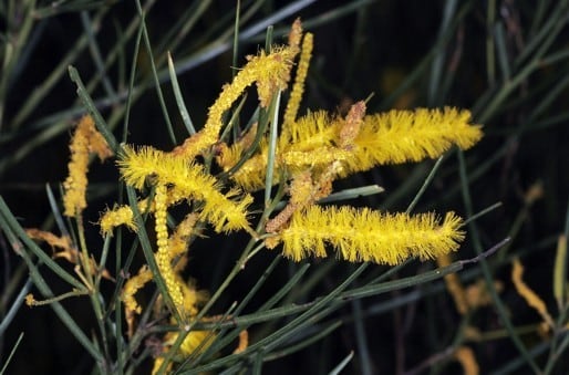 Archivo:Acacia kimberleyensis 3.jpg