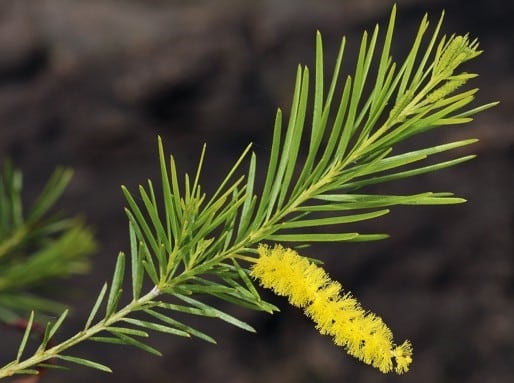 Archivo:Acacia linarioides.jpg