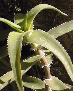 Aloeciliaris.jpg