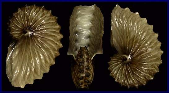 Archivo:Argonauta hians.jpg