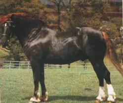 Caballo Cob Gales.jpg